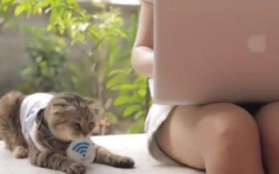 Dogs and cats turned into mobile WiFi hotspot